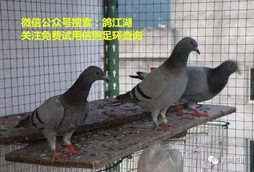 鸽子爆料打架视频,揭秘校园暴力冲突瞬间